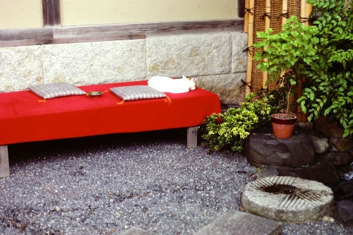 White Cat on Red Bench, Takayama, Gifu, Japan, 1980.