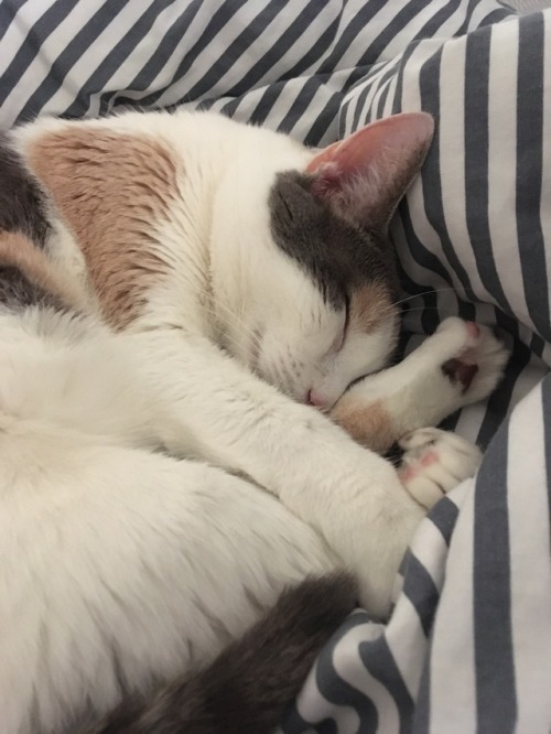 ghostkissers:frisbee hugs her back paws when she sleeps sometimes