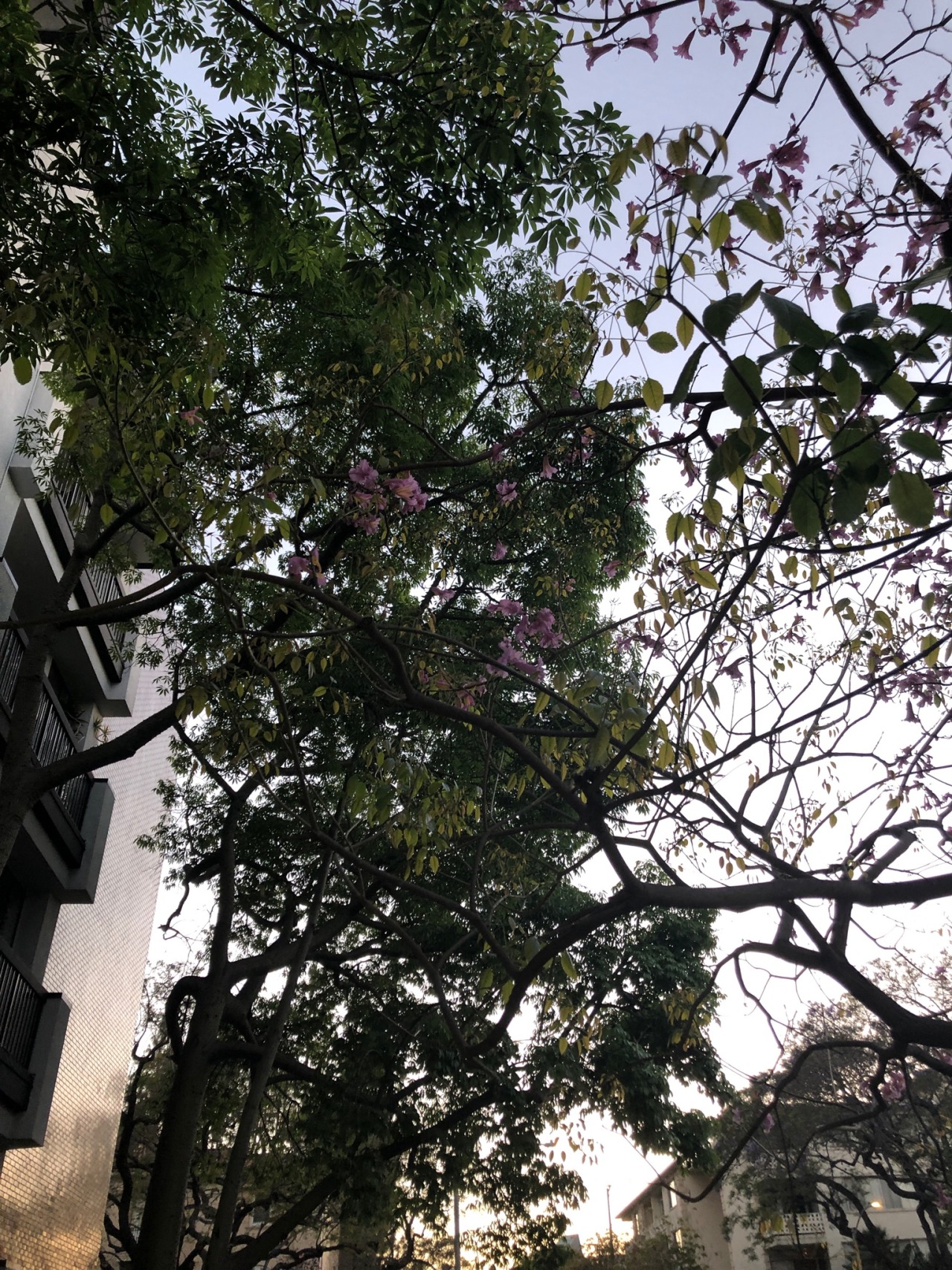 zemestoun:Sometimes i do really love this city.. the purple flowers on the jacarandas are back and they always make me think of summer 2016 and how loss taught me what it really means for people to be there for each other. May is always a very sentimental