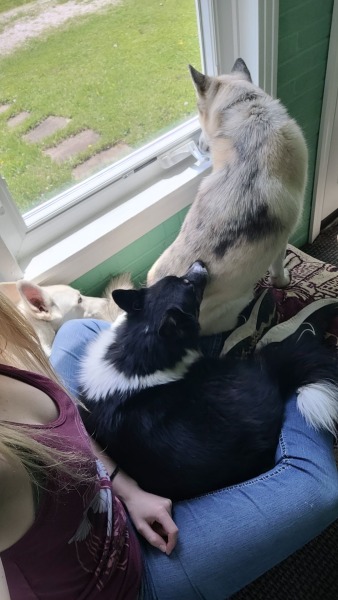 Appreciation post for my gorgeous girl and our sweet pups. Love when she sends pics