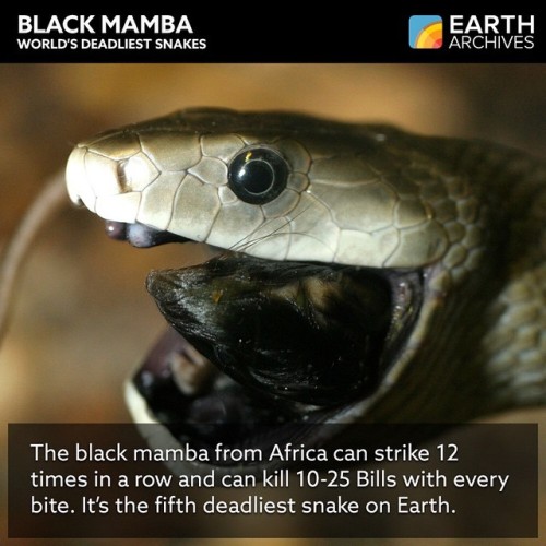 The black mamba is among the fastest snakes on Earth, slithering about at 12 miles per hour. They ar