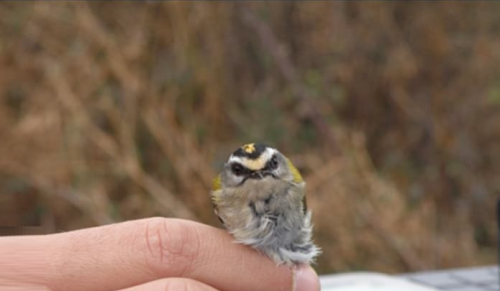 becausebirds:Britain’s smallest bird, the Goldcrest, weighs the same as a teaspoonful of sugar.Squee