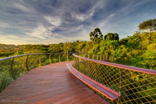 architags:  Boomslang. Treetop Walk. Mark Thomas Architects + Henry Fagan & Partners. Cape Town- Kirstenbosch Botanical Gardens. source: archdaily photos © Adam Harrower