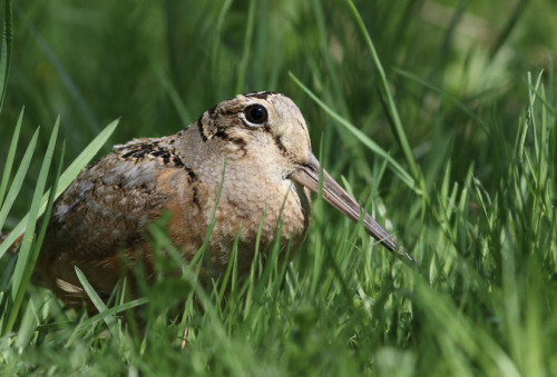 The American Woodcock Is A Member Of The Shorebird Family (scolopacidae) That Inhabits The Eastern Portion