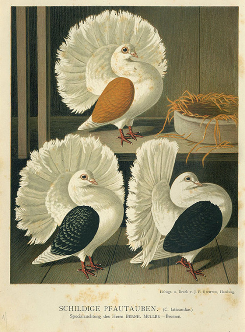 Chr. Förster, Illustration for pigeon sample book, 1886. Illustrirtes Mustertauben-Buch, Germany. Vi