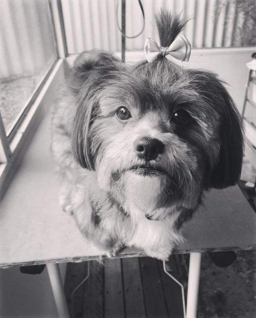 My beautiful dog Claira Bella Baker #cute #love #furbaby #aww #blackandwhite #maltesexlhasaapso #lha