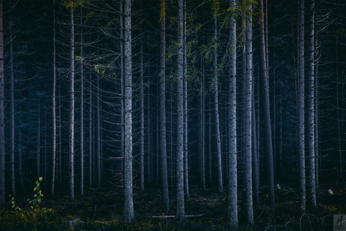 Lurking In The Shadows…I love the forest but always had a huge respect for the things in it.A