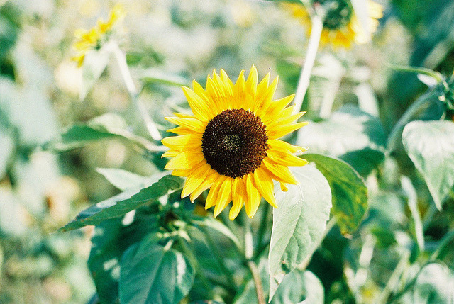 englishsnow:  by shoko      