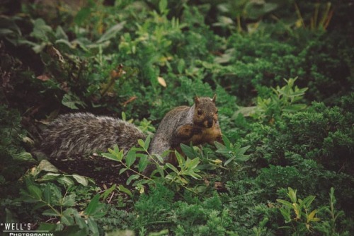 Just a squirrel. . . #canonphoto #canon_photos #photooftheday #photogram #canon #canonlens #gardens 