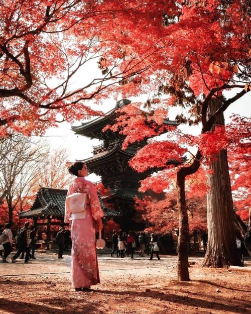 itsmarjudgelove:Autumn in Japan