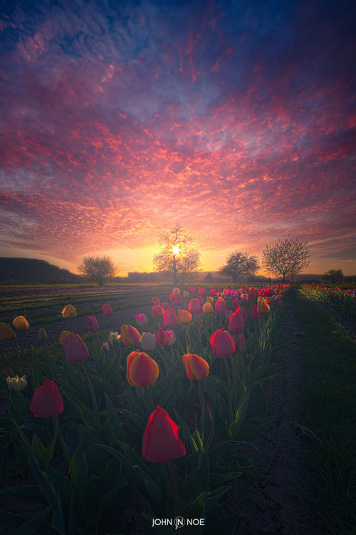 john-noe: The splendor of spring by John Noe www.facebook.com/johnnoe.visuals/