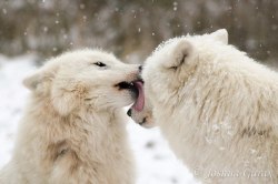 wolfsheart-blog:  Wolves in snow by J. Garay ( 1st pic ) White and Gray 
