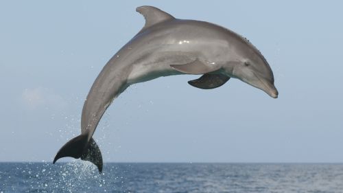 Happy National Dolphin Day!