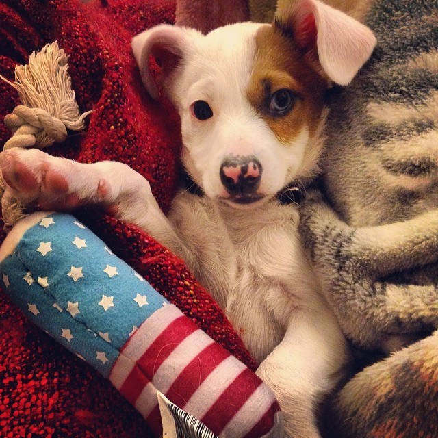 He picked out an American flag-looking toy to bring home.