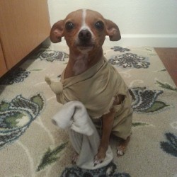 worldofthecutestcuties:  Dobby is a free