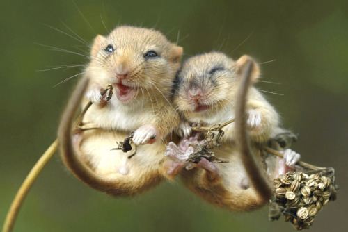 kangamommy:  nubbsgalore:  the wwf’s living planet report 2014, which discovered that we’ve lost half of all the world’s wildlife in the past fourty years, showed more specifically that the population of common dormice dropped by 43 percent between