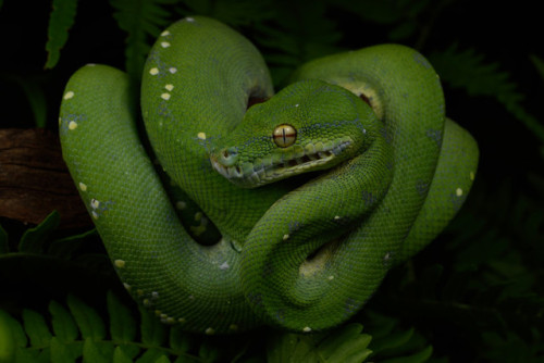 mehelya:Morelia viridis