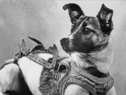 A black and white photo of Laika, the Soviet space dog. She is a white dog with dark points and upright ears. She is wearing a body harness.