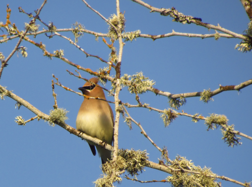 there was a little flock of cedar waxwings at a pond near a local cemetery this morning. they had fl
