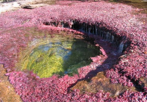 lucidnirvana:  kelledia:  The Rio Caño Cristales - most colorful river (caused by algae and moss seen through the water), Colombia.  new favorite photo set 