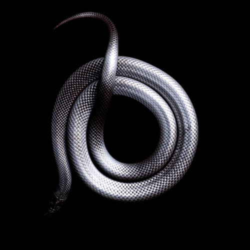 redlipstickresurrected:Mark Laita (American, b. 1960, Detroit, MI, USA, based Los Angeles, CA, USA) - 1: Rowley’s Palm Pit Viper (Bothriechis Rowleyi)  2: Albino Black Pastel Ball Python (Python Regius)  3: Red Spitting Cobra (Naja Pallida)  4: Philippine