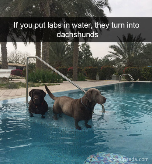 catsbeaversandducks:More Dog Snapchats On Bored Panda