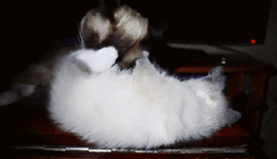 catsdogsblog:  More Cat Gif here 