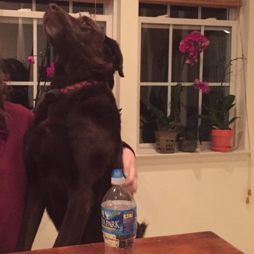actualdogvines:  i love my meme dogs (submitted by ballsock)