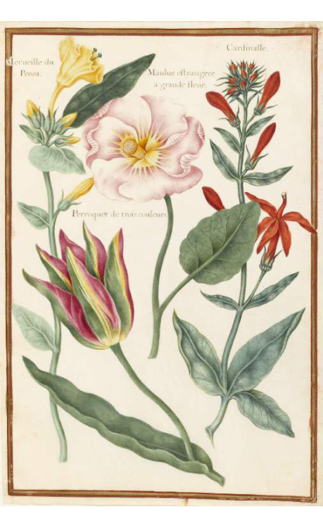 Nicolas Robert, Flower studies, 17th century. Watercolour on vellum. France. Via Fitzwilliams Museum