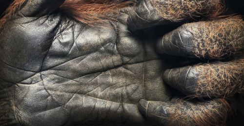 wolverxne:  How he got them to sit still, we don’t know. But somehow award-winning UK-based photographer Tim Flach managed it, and this was the result. The 54-year-old has created a collection of incredible photographic portraits of animals so intimate