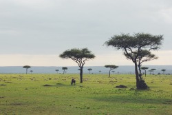 travelingcolors:  Endless  Savanna | Kenya
