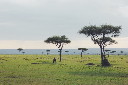 travelingcolors:  Endless  Savanna | Kenya adult photos