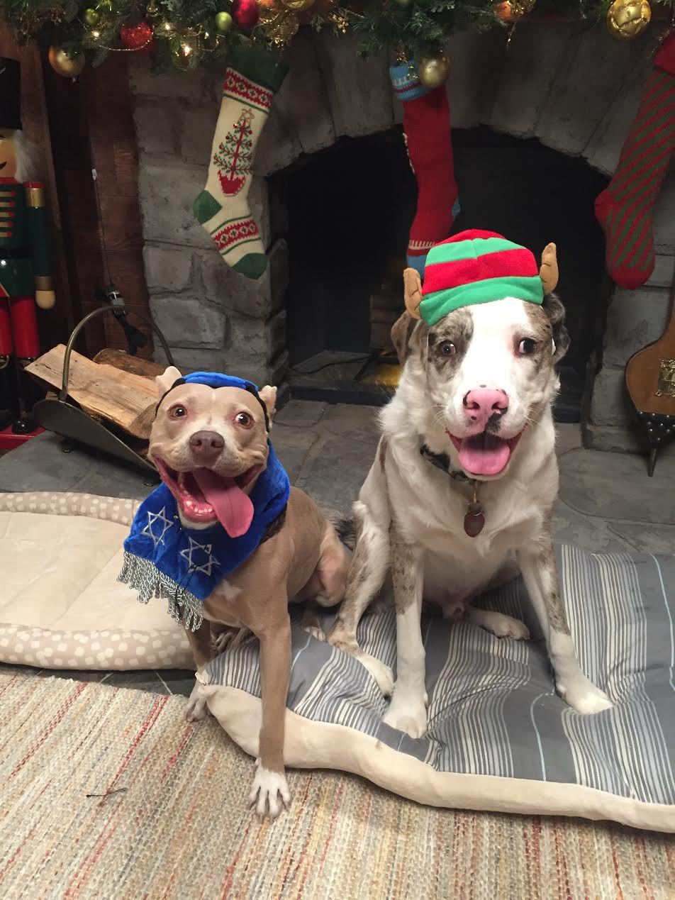 Merry Christmas and Happy Hanukkah from these two dogs in people clothes!