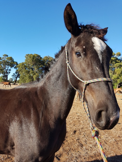 Day 2 of training Muppet with clippers: Muppet remains unconvinced the clippers won’t also steal his