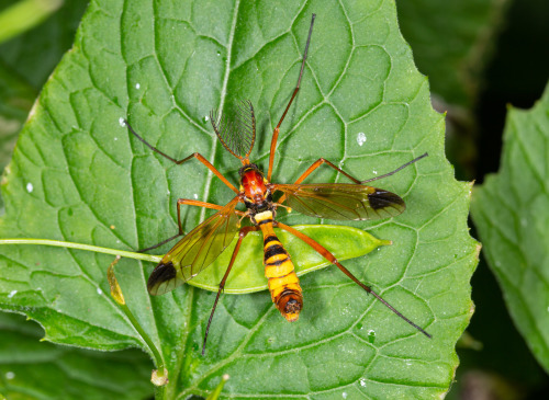 onenicebugperday:Giant wasp-mimic crane flies in the genus Ctenophora, Tipulidae, DipteraPhoto 1 by 