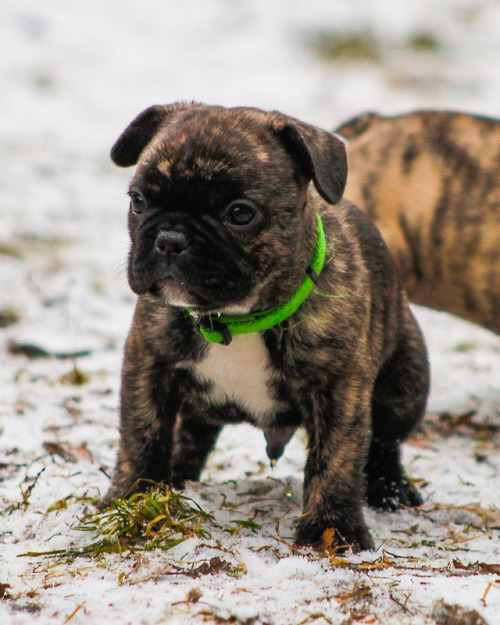 frenchbulldoge:Puppies first time out in winter, brrrr!