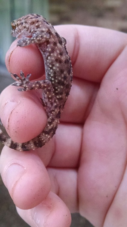 rate-my-reptile:hoofs:CHECK THIS GECKO yee bee clingenn’‘ to this bingle… 9.795/1