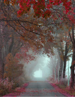 woodendreams:  (by ankina)
