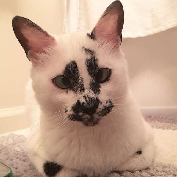 catsbeaversandducks:  Her Name Is Lily Not only does she have unique markings, but