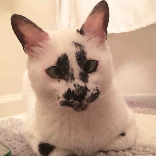 catsbeaversandducks:Her Name Is LilyNot only does she have unique markings, but she is also cross-ey