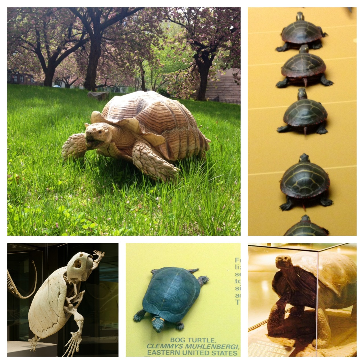 amnhnyc:  Happy World Turtle Day! We’re shellebrating our fine reptilian friends