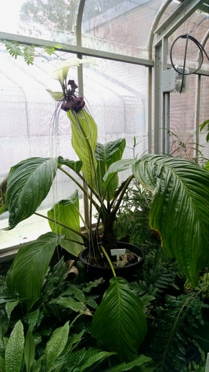 10/20/16: Tacca chantrieri, the “black bat flower”; a flowering species of plant wi