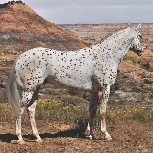 horsesarecreatures:Appaloosa at Haras Redenção  