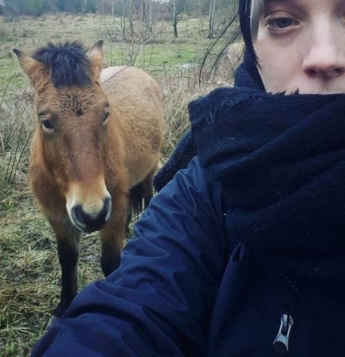 Selfie with horse #przewalskihorse #thaki #equsferus #wildhorse