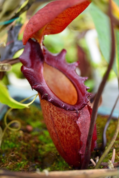 jeremiahsplants: Nepenthes and a Sarracenia in the greenhouse today. N. rajah, N. hamata, N. lowii x
