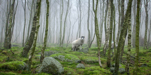Surprise Sheep by millsj82 on Flickr.