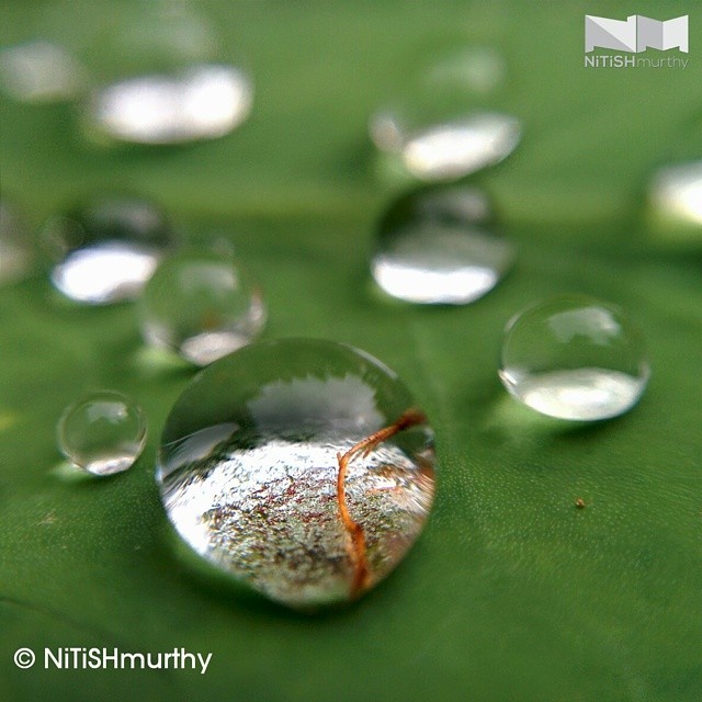 #RainDrops #Leaf 🍃 #Macro #PhotoJojo #Green #NoFilter #Nexus5 #HDR+ #Nexus5Photography