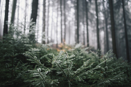 desomnis:  Frosty impressions  by desomnisFlickr | Tumblr | 500px | GettyImages | Instagram