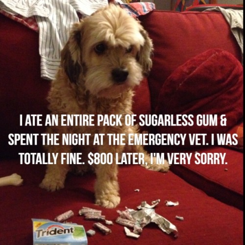 dogshaming:Minty Fresh BreathMy dog ate an entire package of sugarless gum, which is full of Xylitol