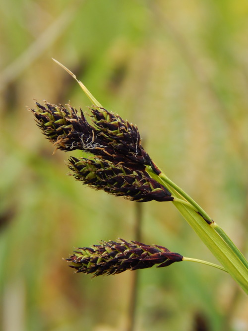 Carex atrata, mustasara